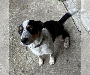 Australian Shepherd Dogs for adoption in Scottsboro, AL, USA