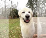 Small #3 Great Pyrenees