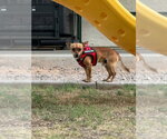 Small Photo #3 Chiweenie Puppy For Sale in Chandler, AZ, USA