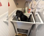 Small #24 Bulldog Mix