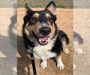 Akita-German Shepherd Dog Mix Dogs for adoption in Fort Collins, CO, USA