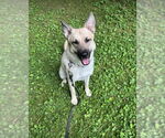 Small #4 German Shepherd Dog Mix