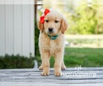 Small Photo #6 Golden Retriever Puppy For Sale in LIBERTY, KY, USA