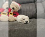 Small Photo #11 Golden Retriever Puppy For Sale in SACRAMENTO, CA, USA