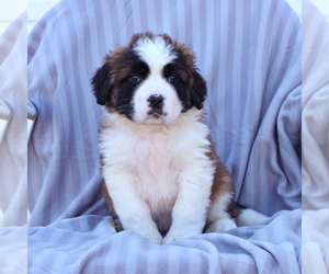 Saint Bernard Puppy for sale in MARIETTA, PA, USA