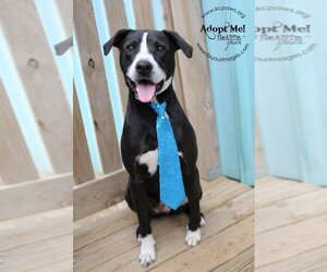 Boxer-Pointer Mix Dogs for adoption in Kansas City, MO, USA