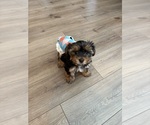 Small #4 Yorkshire Terrier