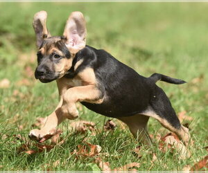 Travis - Male Australian Shepherd-Unknown Mix Dog for Adoption - Photo #13