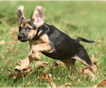 Small Photo #13 Australian Shepherd-Unknown Mix Puppy For Sale in Mechanicsburg, PA, USA