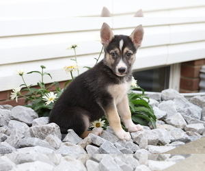 German Shepherd Dog-Siberian Husky Mix Puppy for sale in FREDERICKSBG, OH, USA