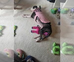 Small #18 Great Dane Mix