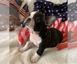 French Bulldog Puppy for sale in JOHNS ISLAND, SC, USA