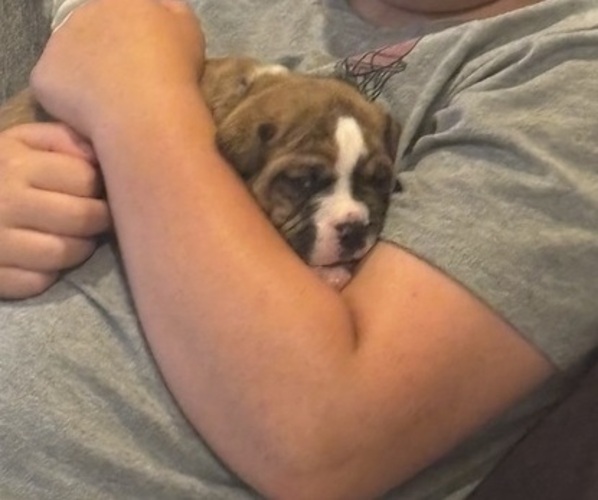 Medium Photo #14 Olde English Bulldogge Puppy For Sale in ALDEN, MN, USA