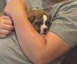 Small Photo #14 Olde English Bulldogge Puppy For Sale in ALDEN, MN, USA