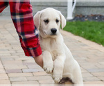 Small #9 Labrador Retriever