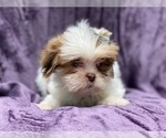 Small Photo #4 Lhasa Apso Puppy For Sale in LAKELAND, FL, USA