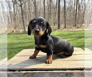 Dachshund Puppy for sale in MIDDLEBURY, IN, USA