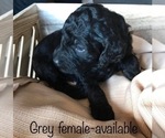 Small Photo #2 Goldendoodle Puppy For Sale in LADYSMITH, WI, USA