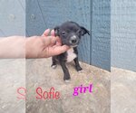 Small Photo #1 Dachshund-Unknown Mix Puppy For Sale in Shillington, PA, USA