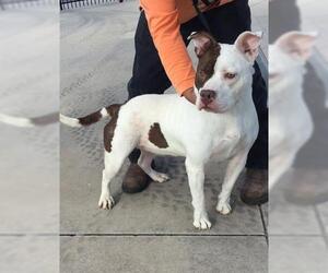 American Bulldog Dogs for adoption in San Antonio, TX, USA