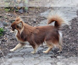 Father of the Chihuahua puppies born on 11/23/2025