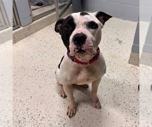 Petey - Male American Staffordshire Terrier-Unknown Mix Dog for Adoption - Photo #2