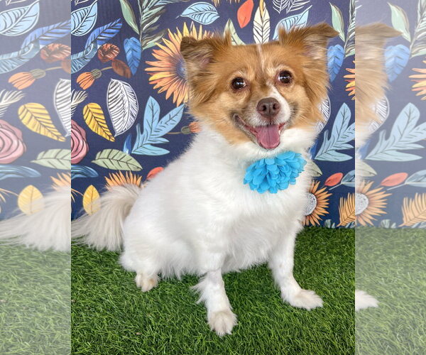 Medium Photo #1 Papillon-Unknown Mix Puppy For Sale in Corona, CA, USA
