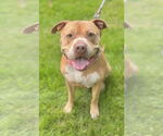 Small American Pit Bull Terrier-American Staffordshire Terrier Mix