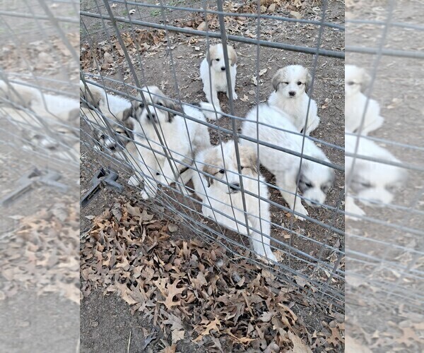Medium Photo #5 Great Pyrenees Puppy For Sale in BANCROFT, WI, USA