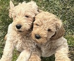 Puppy Puppy 1 Miniature Labradoodle