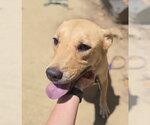Small #2 Labrador Retriever Mix