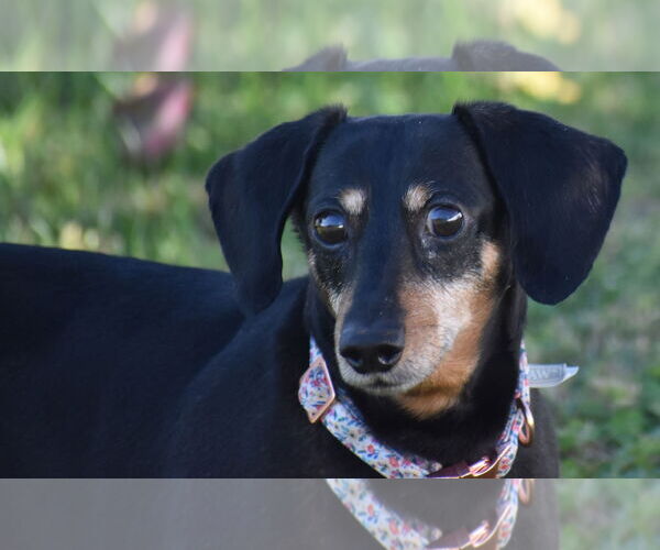 Medium Photo #3 Dachshund Puppy For Sale in Shelbyville, TN, USA