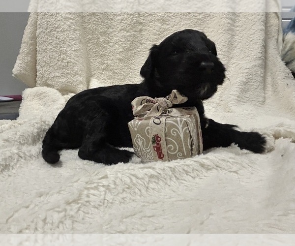 Medium Photo #12 Aussiedoodle Puppy For Sale in PASCAGOULA, MS, USA
