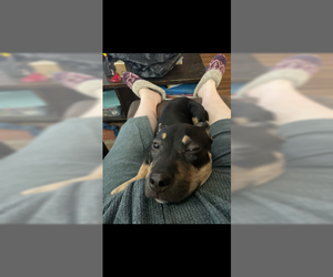 Rottweiler-Unknown Mix Dogs for adoption in Dublin, OH, USA