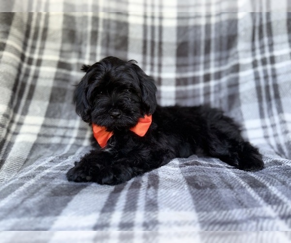 Medium Photo #7 ShihPoo Puppy For Sale in LAKELAND, FL, USA