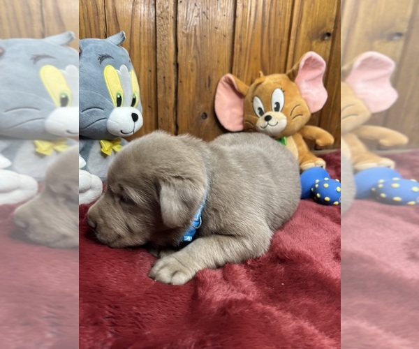 Medium Photo #11 Labrador Retriever Puppy For Sale in NEOLA, WV, USA