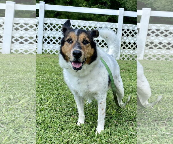 Medium Photo #3 Collie-Unknown Mix Puppy For Sale in Virginia Beach, VA, USA