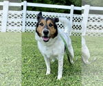 Small #2 Collie Mix