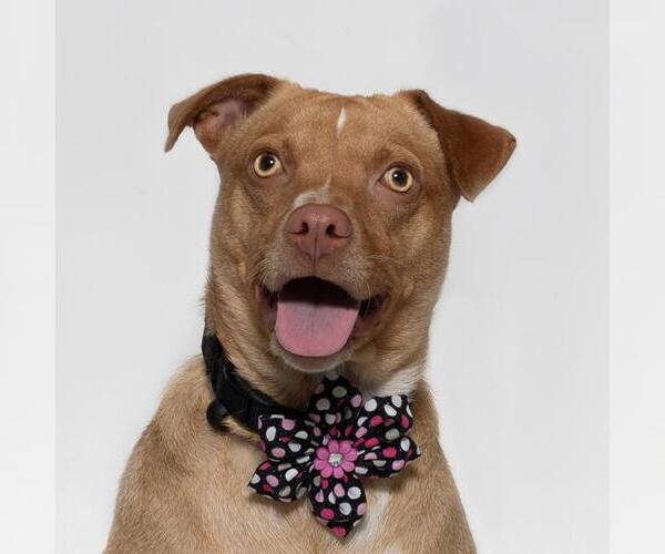 Medium Photo #1 Mutt Puppy For Sale in Santa Maria, CA, USA