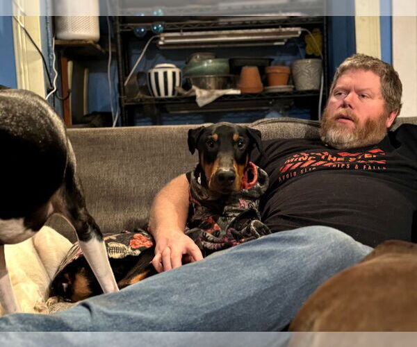 Medium Photo #8 Doberman Pinscher Puppy For Sale in Buffalo, MN, USA