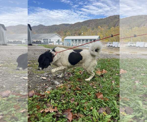Medium Photo #7 Border Collie-Unknown Mix Puppy For Sale in Hinton, WV, USA