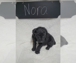 F2 Aussiedoodle Puppy for sale in NORTH VERNON, IN, USA