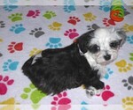 Small #11 Maltese-Poodle (Toy) Mix