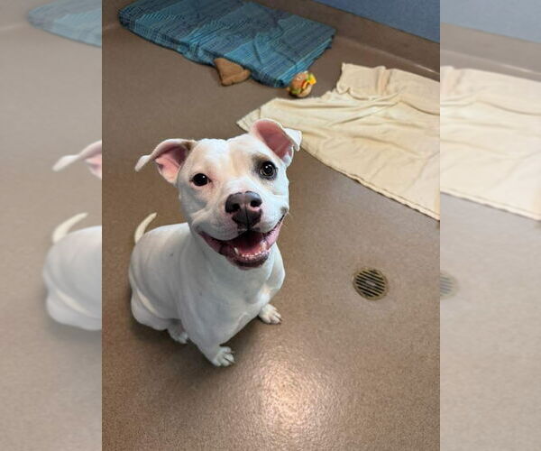 Medium Photo #11 Mutt Puppy For Sale in San Diego, CA, USA