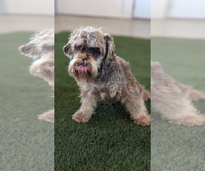 Father of the Schnauzer (Miniature) puppies born on 08/06/2025