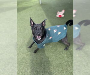 Labrador Retriever-Unknown Mix Dogs for adoption in Chula Vista, CA, USA