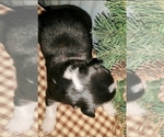 Small Photo #9 Border Collie Puppy For Sale in NEW YORK MILLS, MN, USA