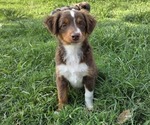 Puppy Ruby Miniature Australian Shepherd