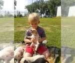 Small Photo #7 Labrador Retriever Puppy For Sale in JACKSON, MN, USA