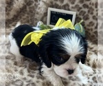 Small #2 Cavalier King Charles Spaniel